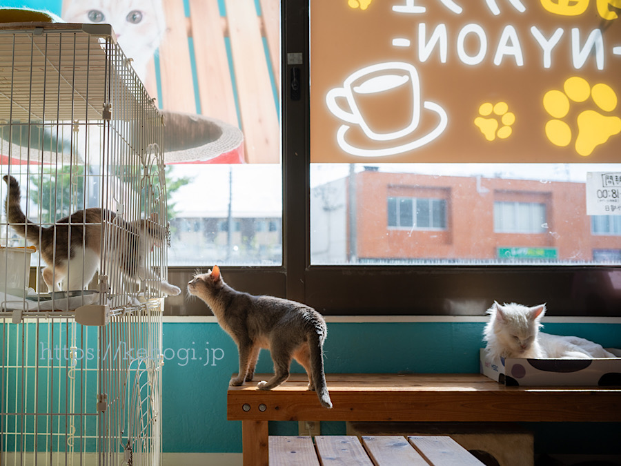 猫カフェ,NYAON,にゃおん,太宰府市