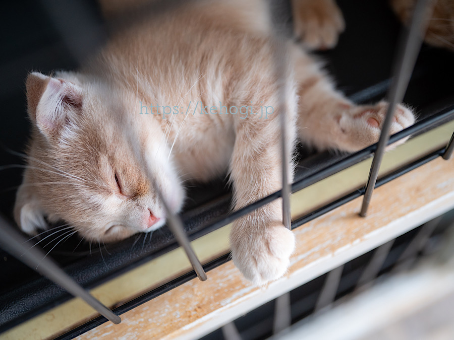 猫カフェ,NYAON,にゃおん,太宰府市