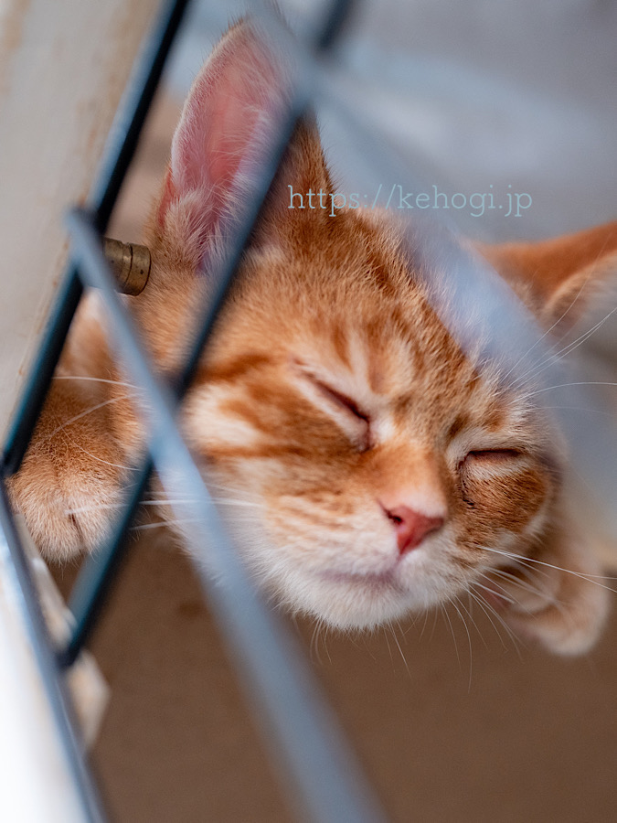 猫カフェ,NYAON,にゃおん,太宰府市