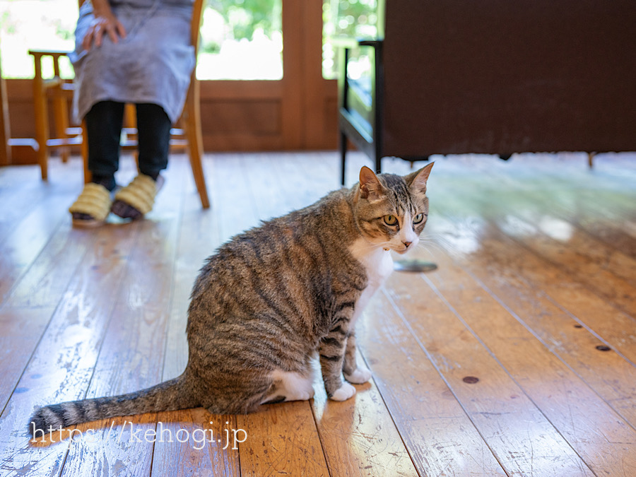 カフェ June Berry,ジューンベリー,朝倉郡東峰村,猫