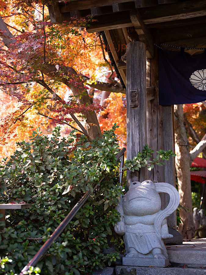 奈良時代,清影山如意輪寺,かえる,かえる寺,インスタ映えスポット,パワースポット,如意輪観音,秋の紅葉,紅葉,もみじ,猫,ねこ