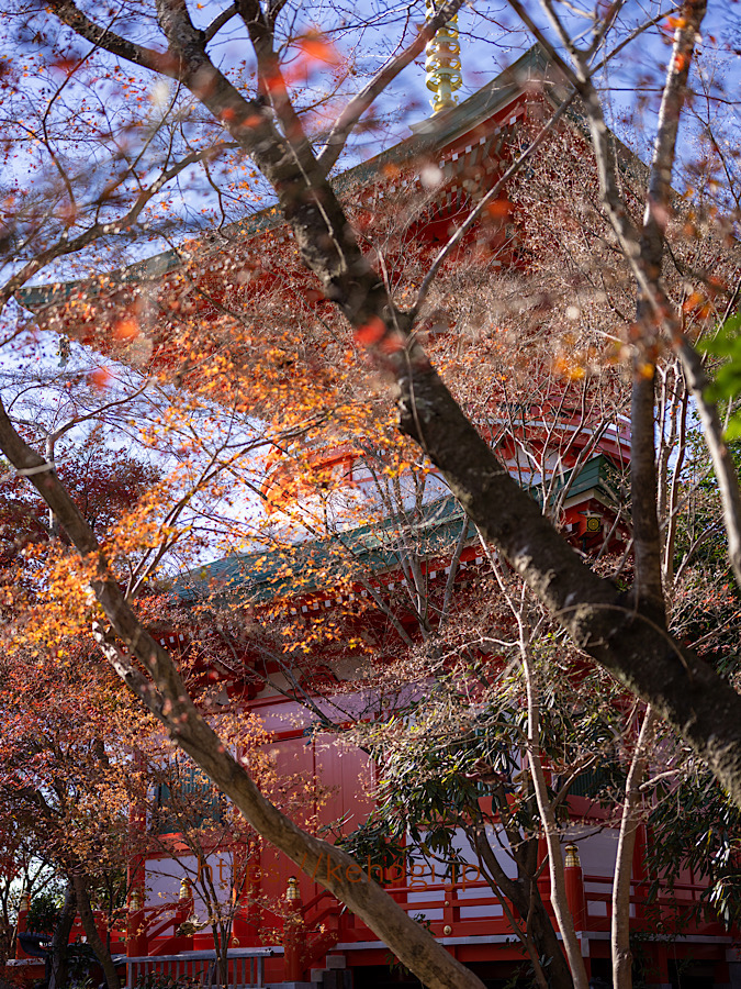 奈良時代,清影山如意輪寺,かえる,かえる寺,インスタ映えスポット,パワースポット,如意輪観音,秋の紅葉,紅葉,もみじ,猫,ねこ