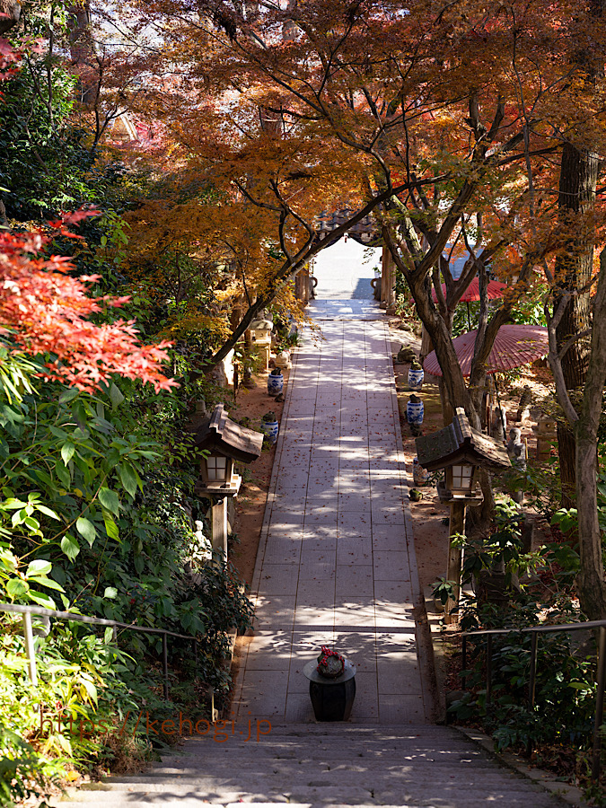 奈良時代,清影山如意輪寺,かえる,かえる寺,インスタ映えスポット,パワースポット,如意輪観音,秋の紅葉,紅葉,もみじ,猫,ねこ