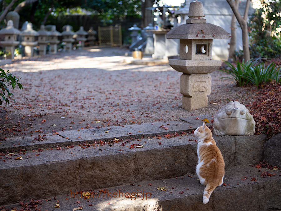 奈良時代,清影山如意輪寺,かえる,かえる寺,インスタ映えスポット,パワースポット,如意輪観音,秋の紅葉,紅葉,もみじ,猫,ねこ