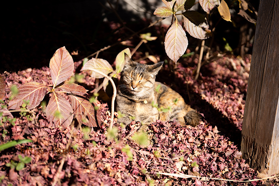 猫さんの秋：かえる寺(如意輪寺)|福岡県小郡市