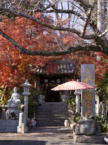 奈良時代,清影山如意輪寺,かえる,かえる寺,インスタ映えスポット,パワースポット,如意輪観音,秋の紅葉,紅葉,もみじ,猫,ねこ