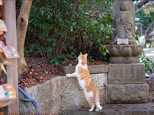 奈良時代,清影山如意輪寺,かえる,かえる寺,インスタ映えスポット,パワースポット,如意輪観音,秋の紅葉,紅葉,もみじ,猫,ねこ