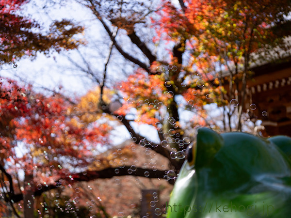 奈良時代,清影山如意輪寺,かえる,かえる寺,インスタ映えスポット,パワースポット,如意輪観音,秋の紅葉,紅葉,もみじ,猫,ねこ