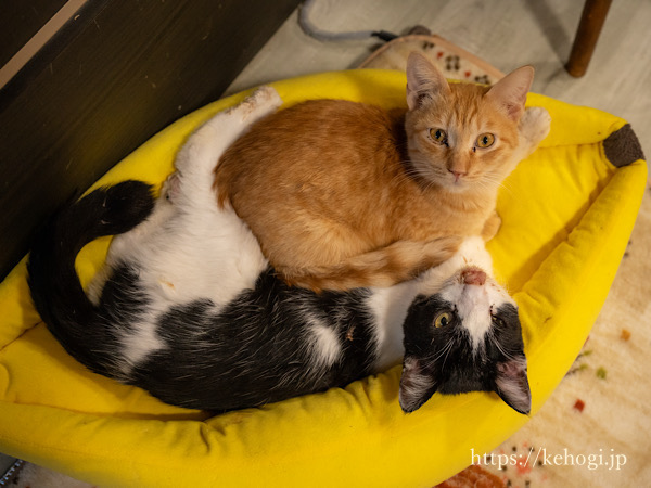 スイーツとジャムのお店,じゃむ屋,福岡県遠賀郡岡垣町,保護猫カフェ,猫カフェ