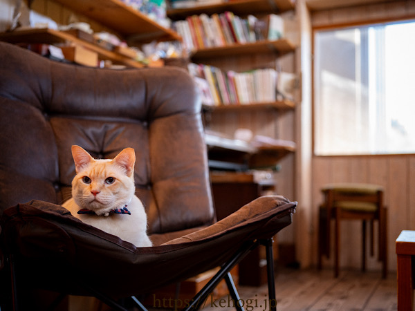 カフェと間koya,福岡県福岡市早良区石釜,カフェkoya,カフェコヤ,猫店長,はんぺんまる