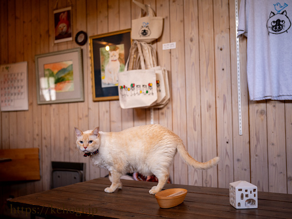 カフェと間koya,福岡県福岡市早良区石釜,カフェkoya,カフェコヤ,猫店長,はんぺんまる,笹かま猫