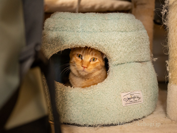 スイーツとジャムのお店,じゃむ屋,福岡県遠賀郡岡垣町,保護猫カフェ,猫カフェ