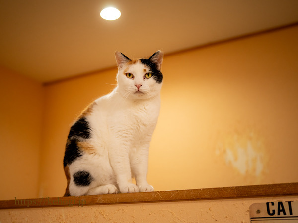 スイーツとジャムのお店,じゃむ屋,福岡県遠賀郡岡垣町,保護猫カフェ,猫カフェ