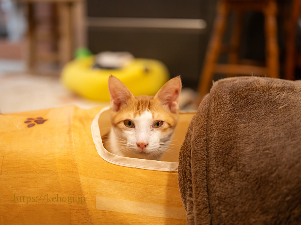 スイーツとジャムのお店,じゃむ屋,福岡県遠賀郡岡垣町,保護猫カフェ,猫カフェ