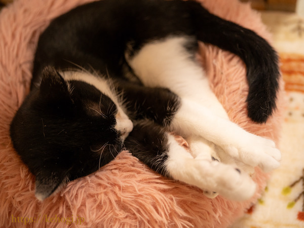 スイーツとジャムのお店,じゃむ屋,福岡県遠賀郡岡垣町,保護猫カフェ,猫カフェ