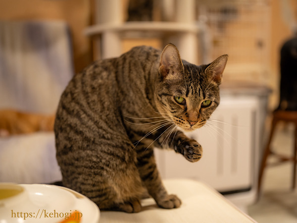 スイーツとジャムのお店,じゃむ屋,福岡県遠賀郡岡垣町,保護猫カフェ,猫カフェ