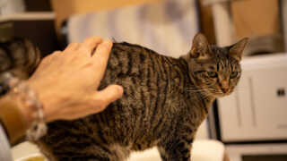 楽しく保護猫さん応援:スイーツとジャムのお店・じゃむ屋|福岡県遠賀郡芦屋町
