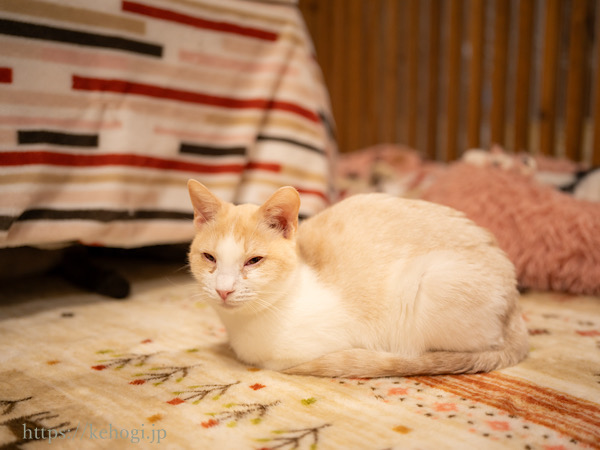 スイーツとジャムのお店,じゃむ屋,福岡県遠賀郡岡垣町,保護猫カフェ,猫カフェ