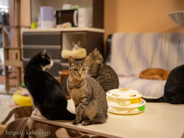 スイーツとジャムのお店,じゃむ屋,福岡県遠賀郡岡垣町,保護猫カフェ,猫カフェ