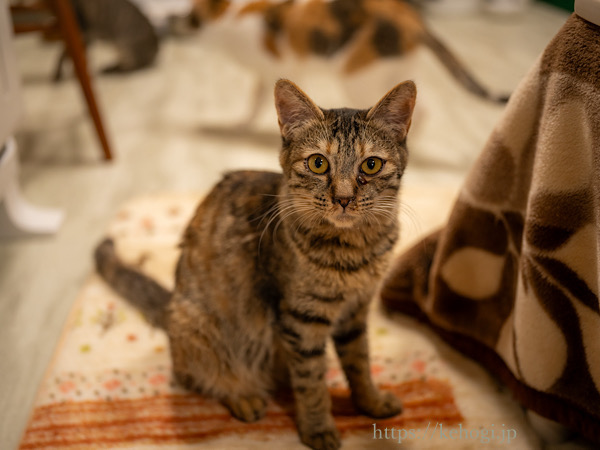 スイーツとジャムのお店,じゃむ屋,福岡県遠賀郡岡垣町,保護猫カフェ,猫カフェ