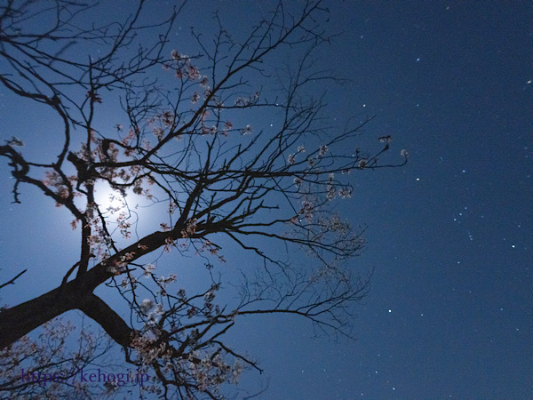 熊本県阿蘇郡小国町,前原の一本桜,天の川,オリオン座,星空,月明かり