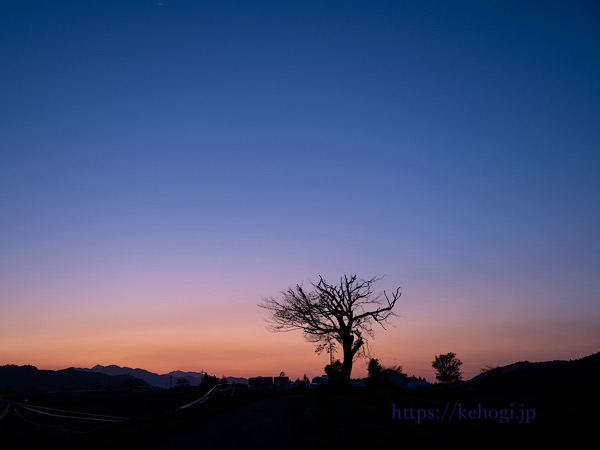 熊本県阿蘇郡小国町,前原の一本桜,ブルーアワー,夕暮れ