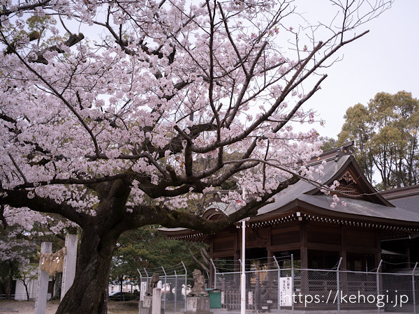 福岡県,春日市,白水神社,白水八幡宮