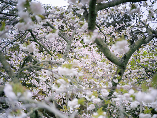 福岡県筑紫野市,天拝山,天拝歴史自然公園,桜