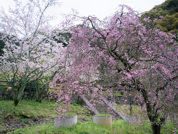 福岡県筑紫野市,天拝山,天拝歴史自然公園,桜