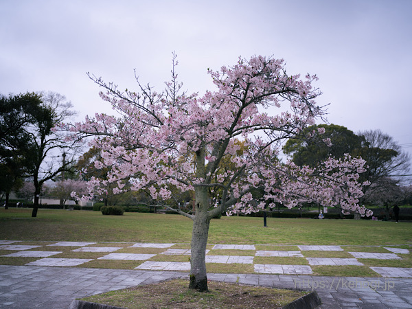 福岡県筑紫野市,天拝山,天拝歴史自然公園,桜