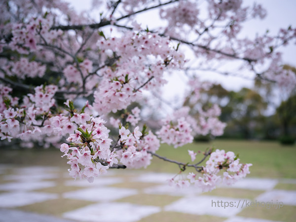 福岡県筑紫野市,天拝山,天拝歴史自然公園,桜