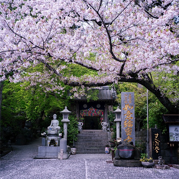 福岡県小郡市,如意輪寺,かえる寺,桜