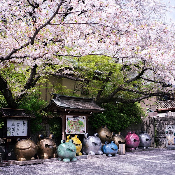 福岡県小郡市,如意輪寺,かえる寺,桜