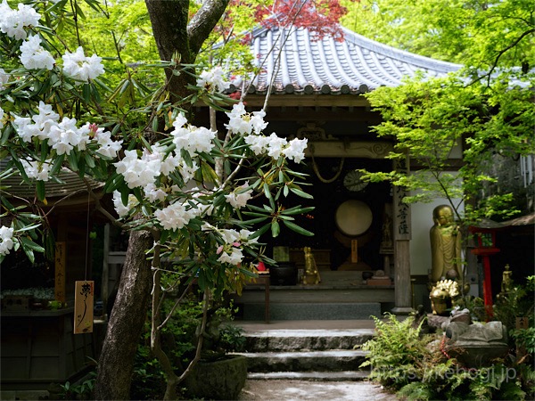 福岡県小郡市,如意輪寺,かえる寺,花