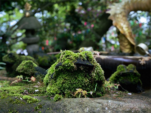 福岡県小郡市,如意輪寺,かえる寺,苔