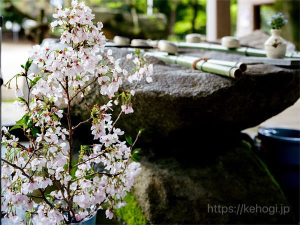 筑紫神社,福岡県筑紫野市,手水舎,花手水,桜