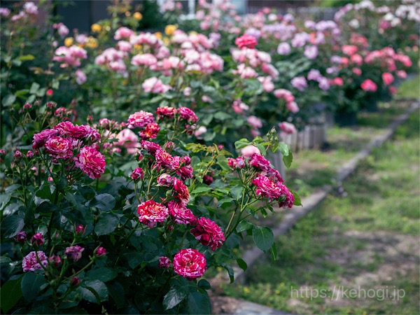 福岡県春日市,春日まちづくり支援センター,ぶどうの庭カフェ,お花