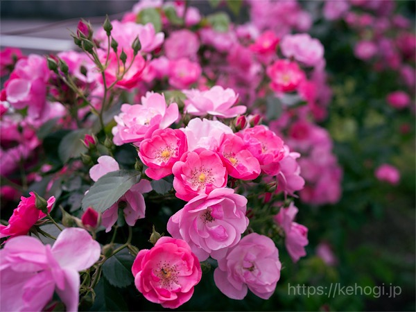 福岡県春日市,春日まちづくり支援センター,ぶどうの庭カフェ,お花